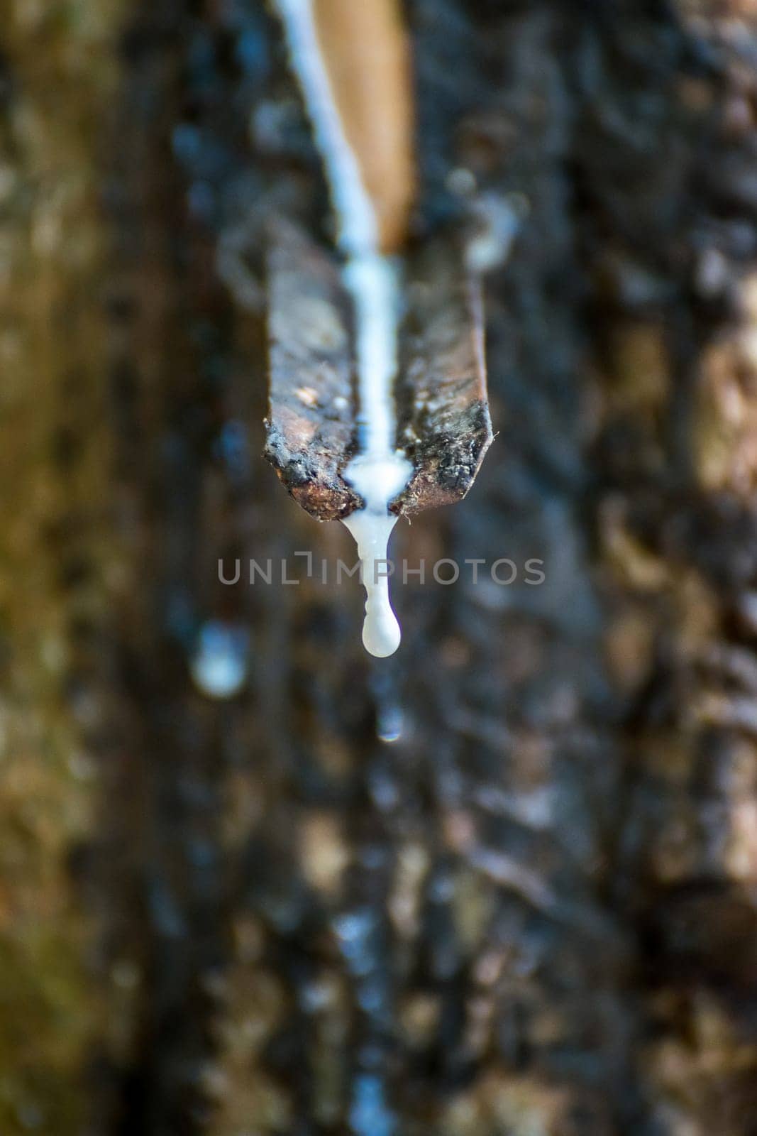 Rubber tree with natural rubber in white milk color drop to the bowl or pot at rubber tree plantation natural latex is a agriculture harvesting for industry in Thailand