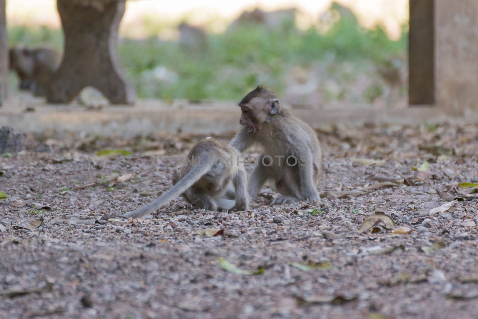 Monkey is a mammal sitting on the ground in Thai forest nature