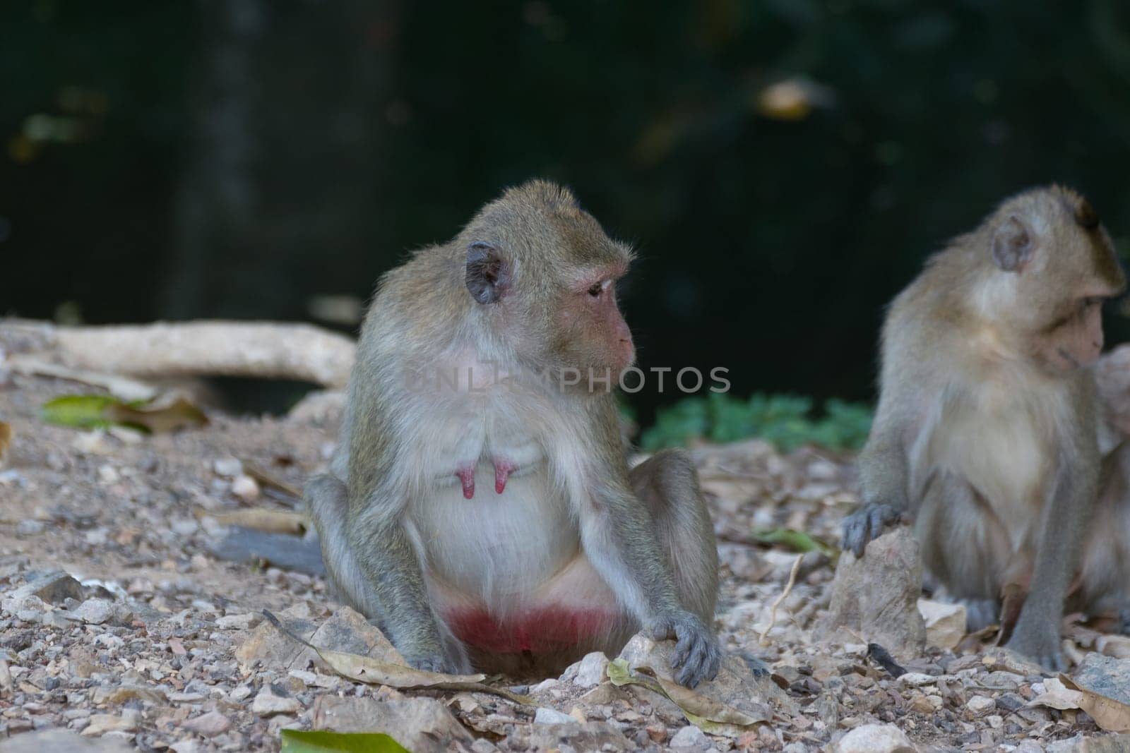 Monkey is a mammal sitting on the ground in Thai forest nature
