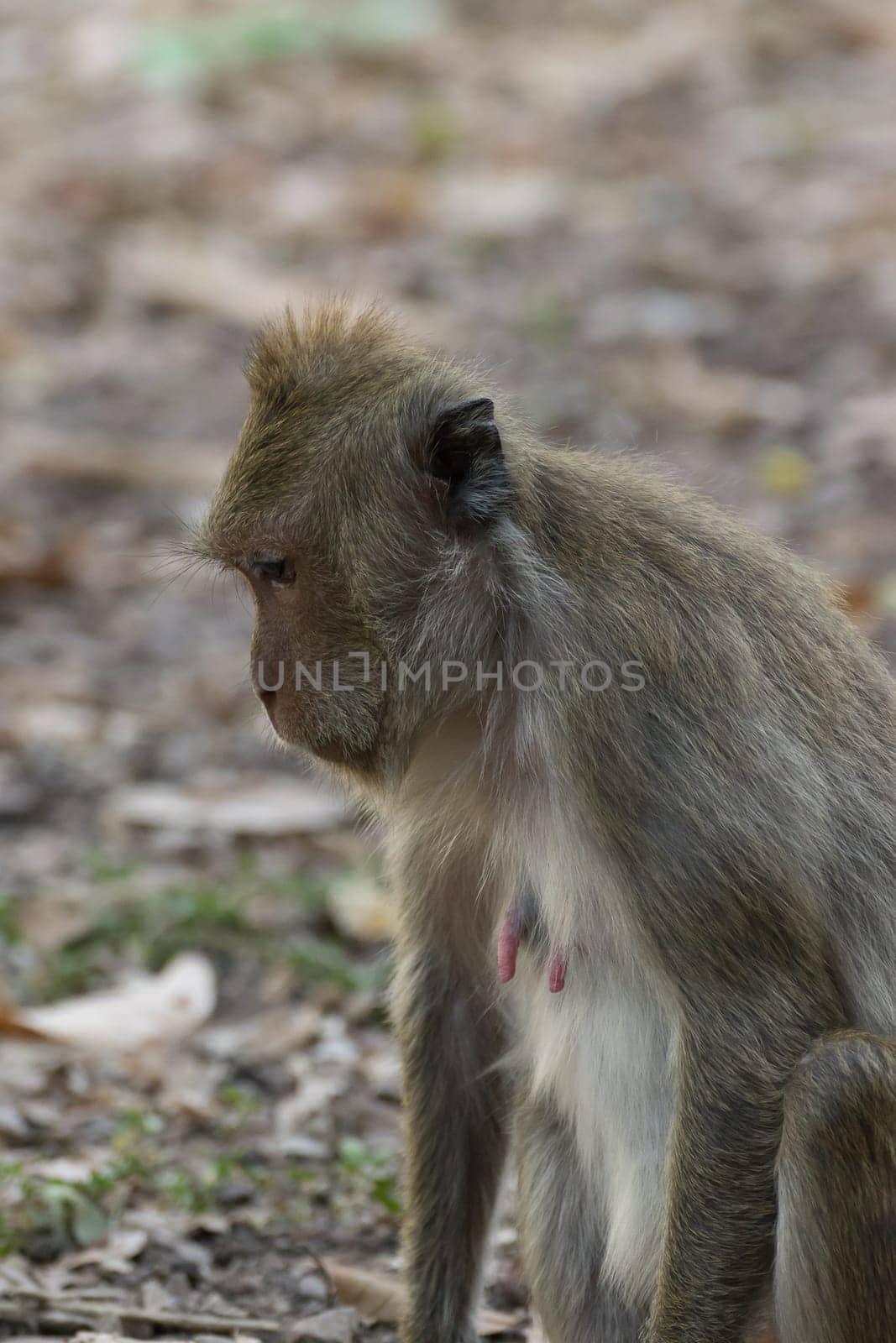 Monkey is a mammal sitting on the ground in Thai forest nature