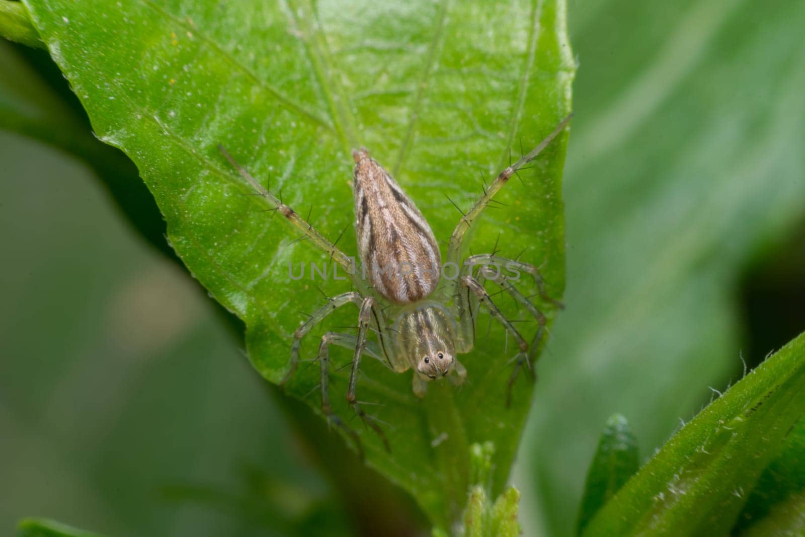Macro of spider insect close up on the leave in nature