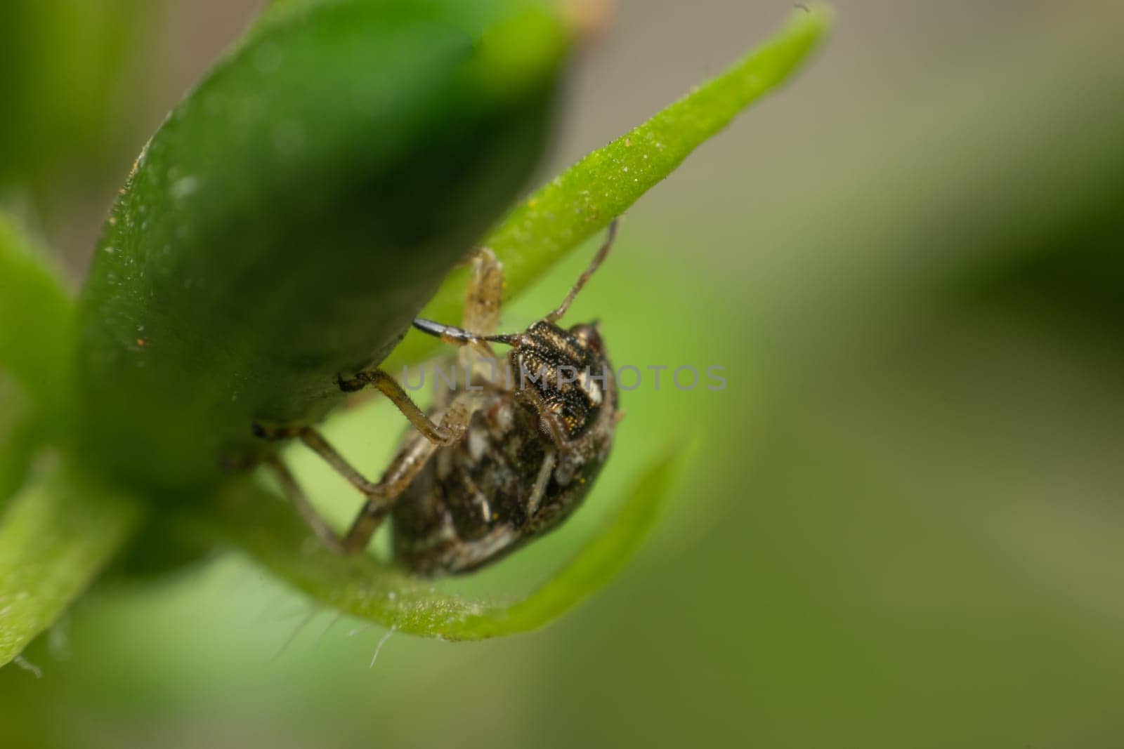 Macro of bug insect close up on the leave in nature