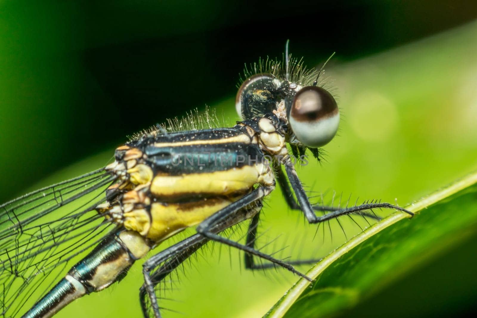 Macro of dragonfly insect in yellow and black on a plant in wild blurred a green nature background