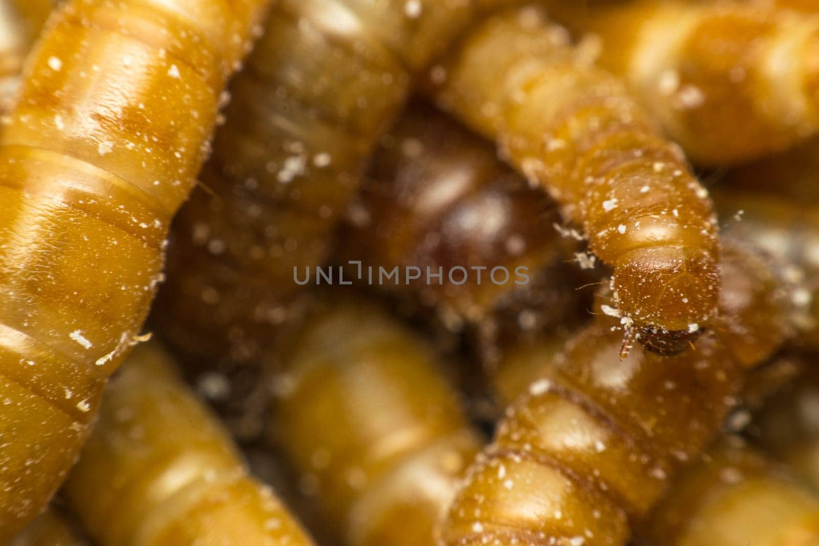 Macro of Mealworm is a food for bird and fish in worm farm