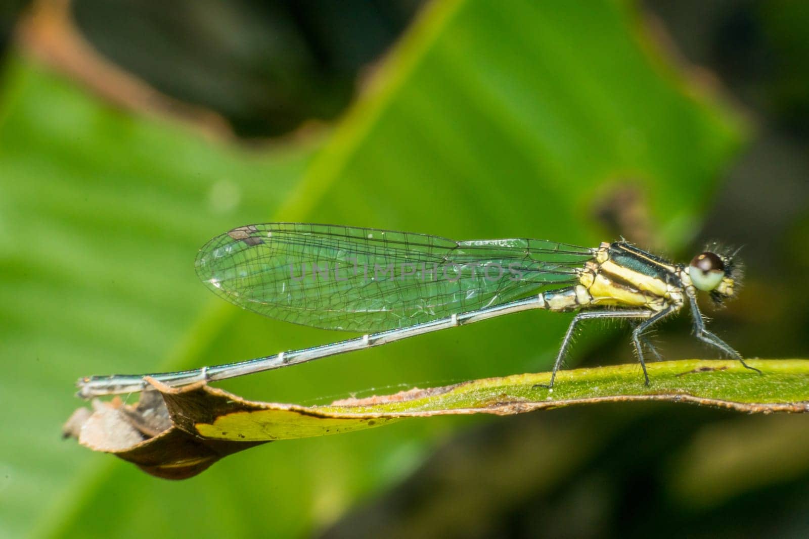 Macro of dragonfly insect in yellow and black on a plant in wild blurred a green nature background