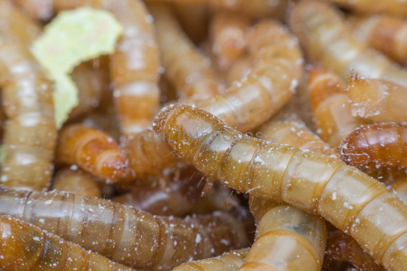 Macro of Mealworm is a food for bird and fish in worm farm
