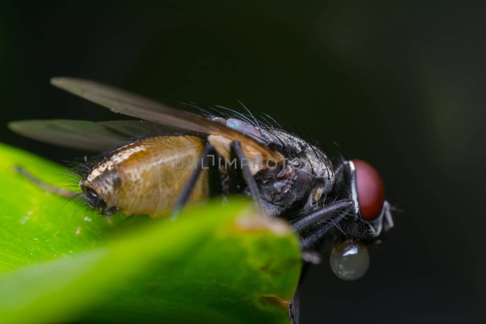 Macro of fly insect close up on the leave in nature