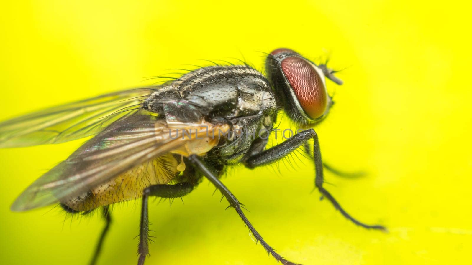 Macro of flies or fly insect close up on the leave in nature