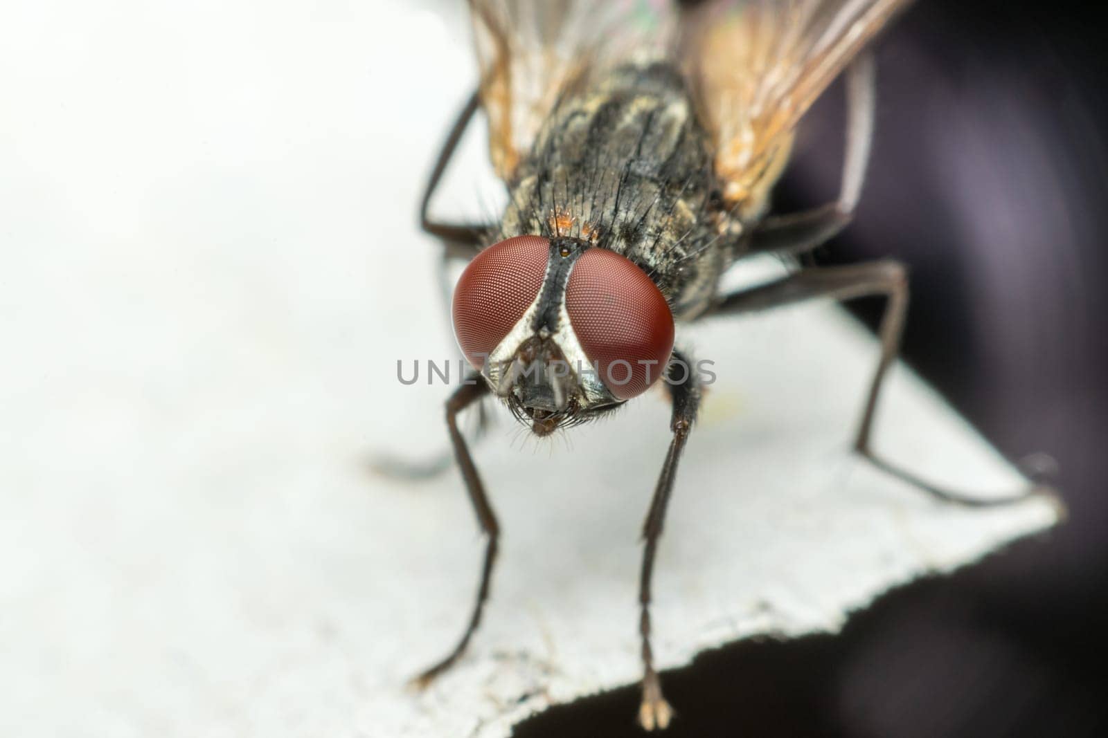 Macro of flies or fly insect close up on the floor in nature
