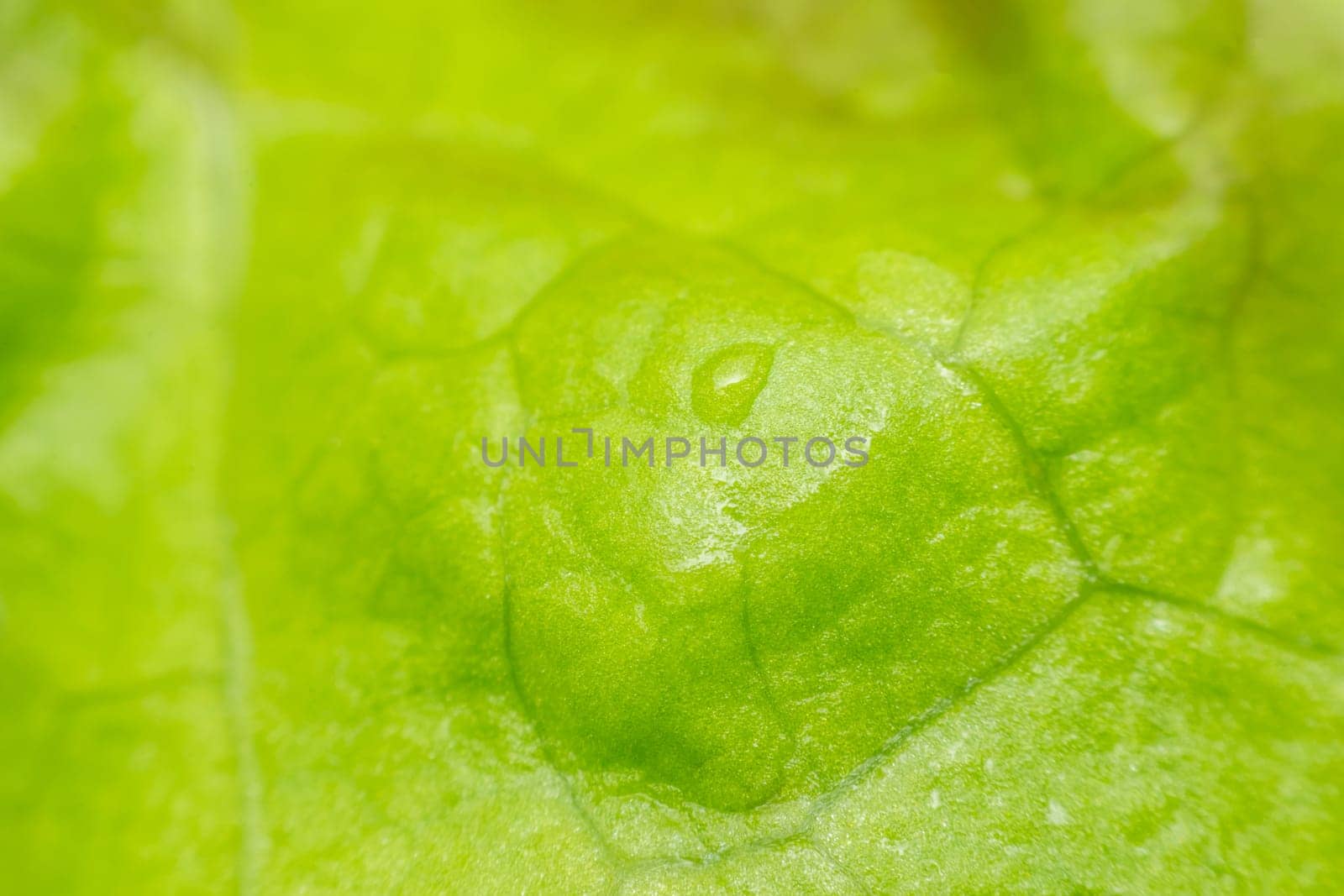 Macro of plant leaf or leaves texture surface green color in nature use for background