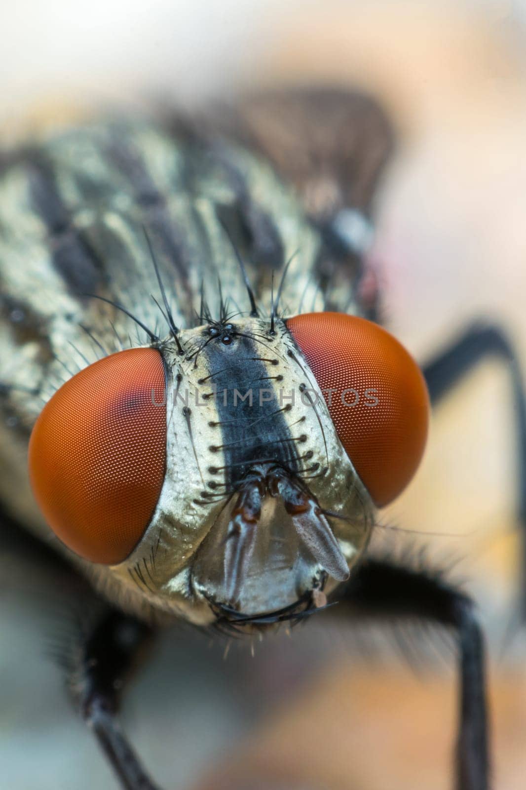 Macro of flies or fly insect close up on the leave in nature