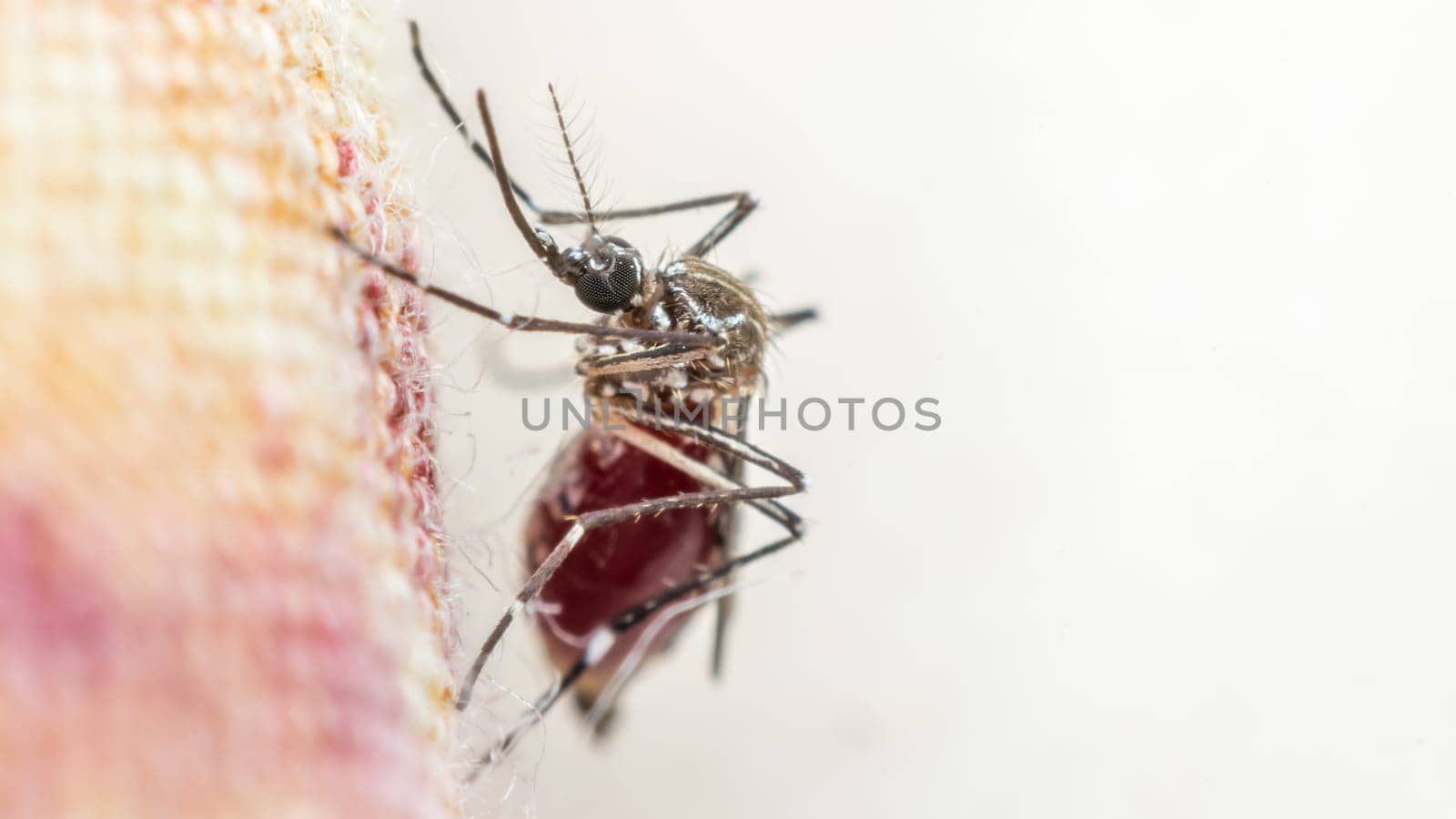 Macro of mosquito (Aedes aegypti) sucking blood close up. Mosquito is carrier of Malaria, Encephalitis, Dengue and Zika virus