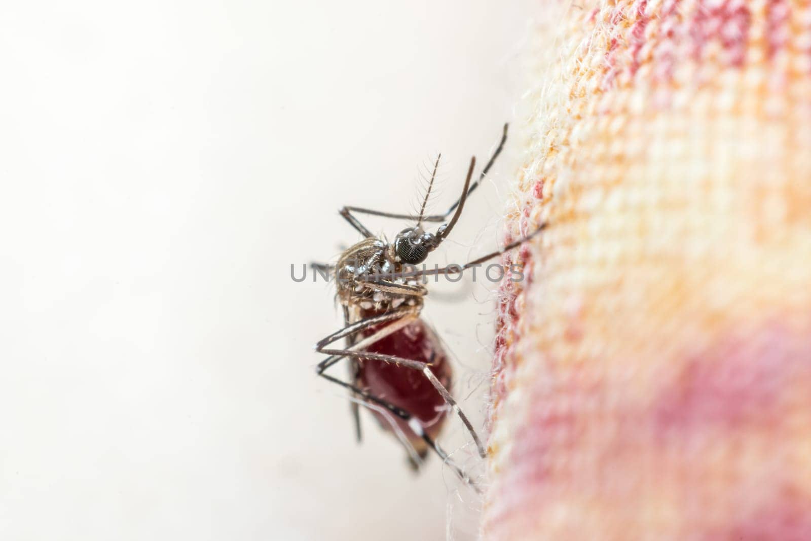 Macro of mosquito (Aedes aegypti) sucking blood close up. Mosquito is carrier of Malaria, Encephalitis, Dengue and Zika virus