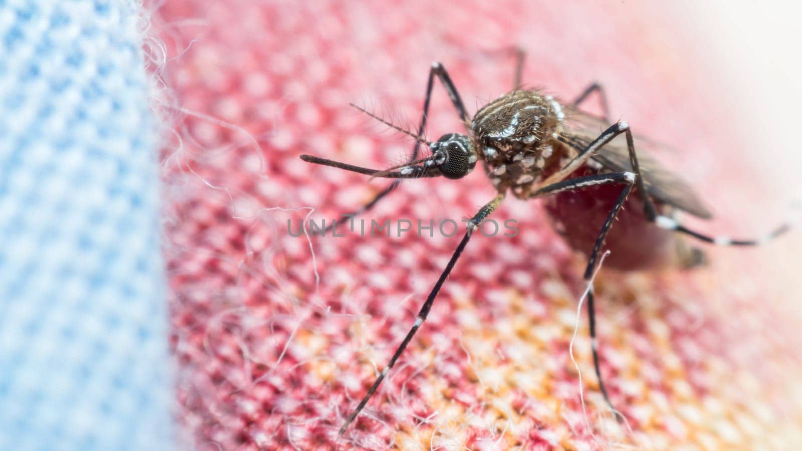 Macro of mosquito (Aedes aegypti) sucking blood close up. Mosquito is carrier of Malaria, Encephalitis, Dengue and Zika virus