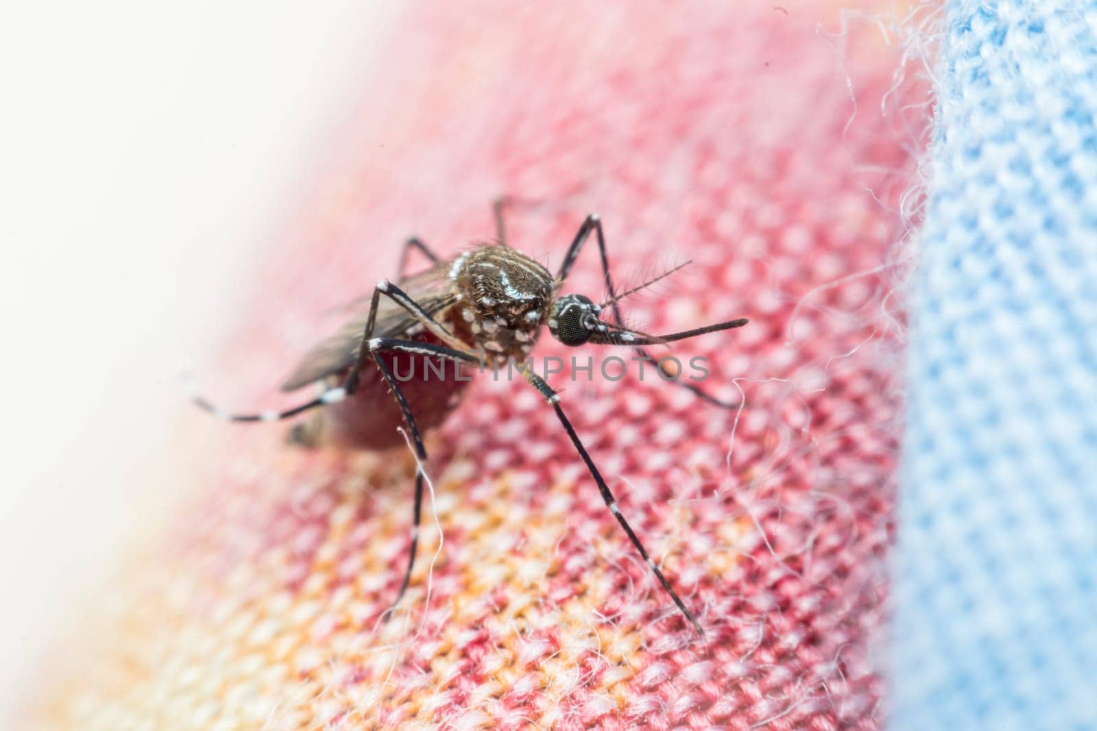 Macro of mosquito (Aedes aegypti) sucking blood close up. Mosquito is carrier of Malaria, Encephalitis, Dengue and Zika virus