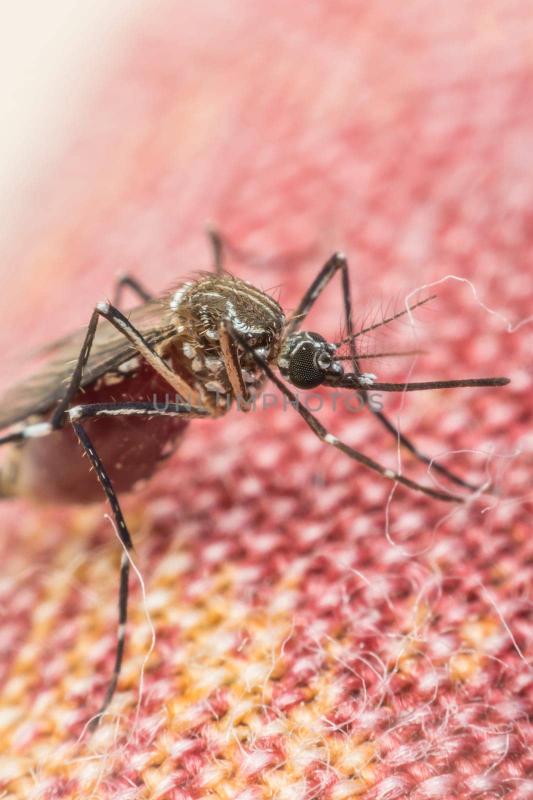 Macro of mosquito (Aedes aegypti) with blood in the stomach after sucking blood. Mosquito is carrier of Malaria; Encephalitis; Dengue and Zika virus