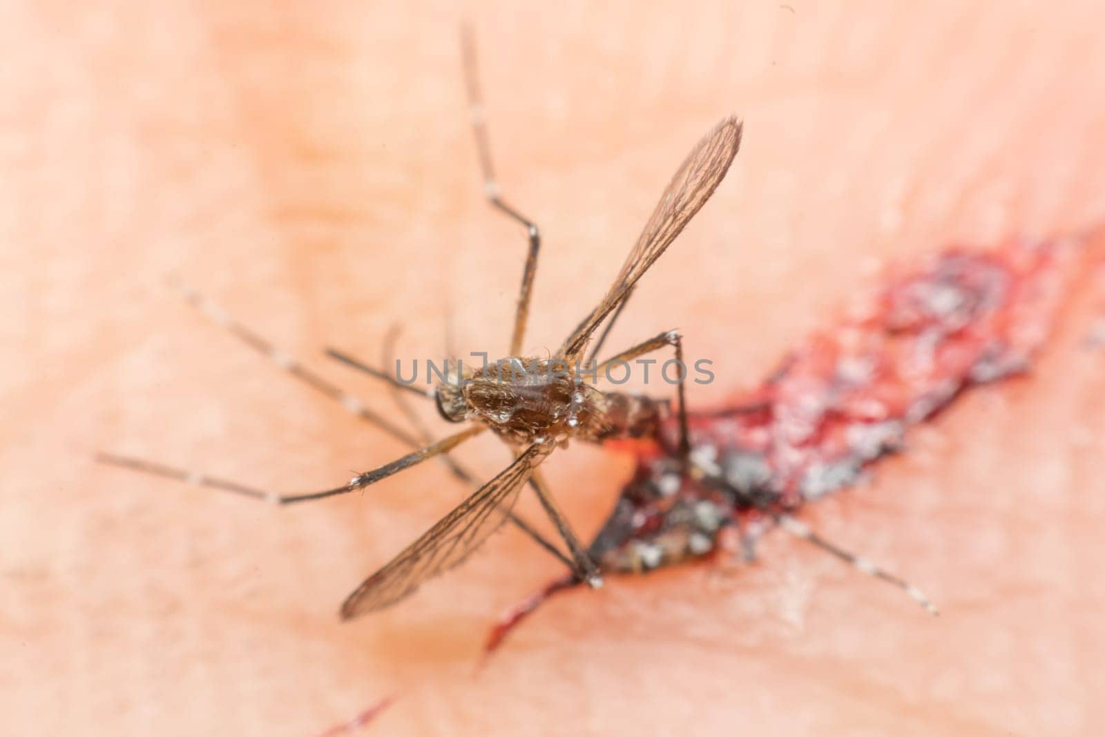 Macro of smashed mosquito (Aedes aegypti) sucking blood to died close up on the human skin. Mosquito is carrier of Malaria, Encephalitis, Dengue and Zika virus, dead