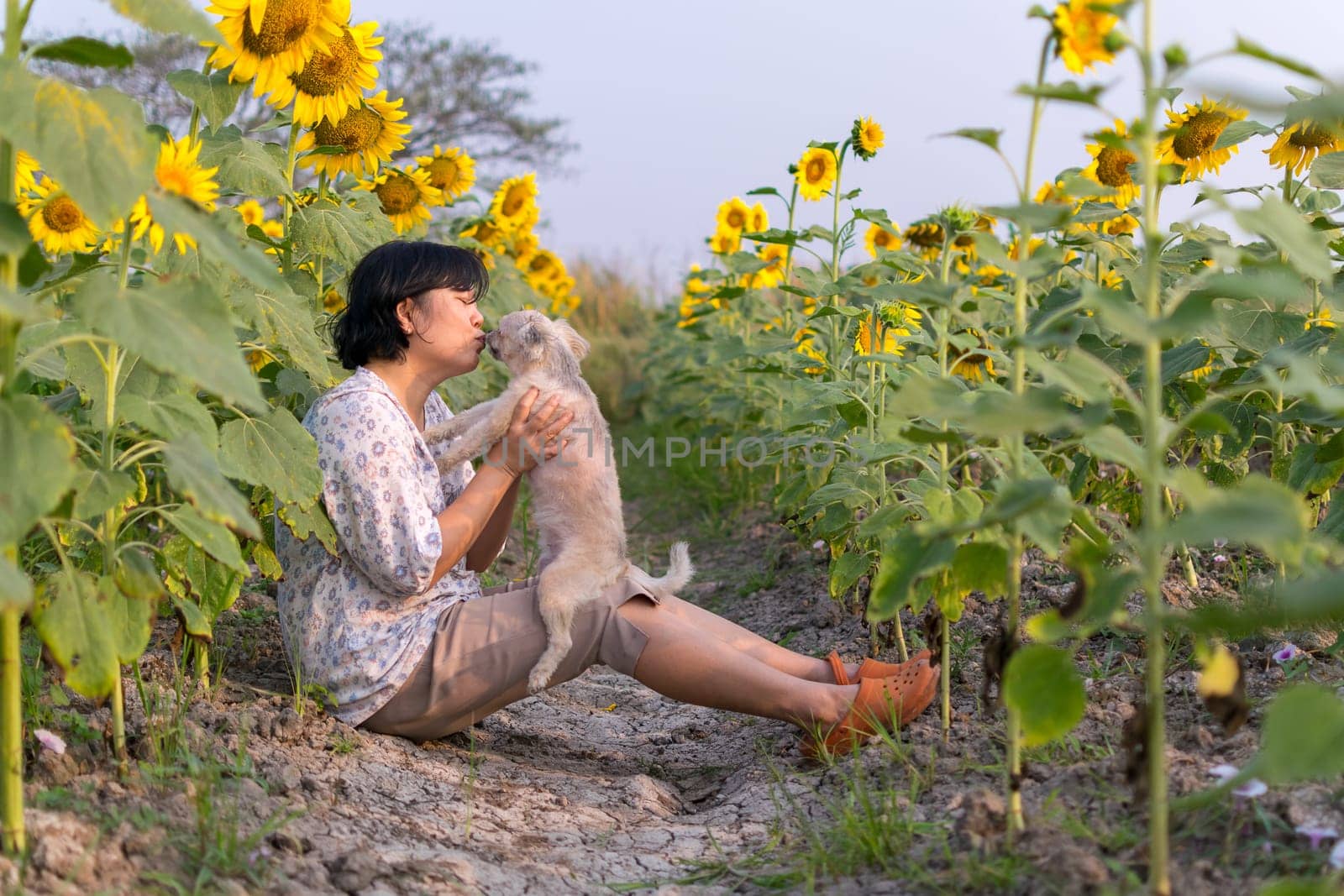 Asia women kissing dog so cute mixed breed with Shih-Tzu, Pomeranian and Poodle  travel at sunflower meadow is a nalure travel point
