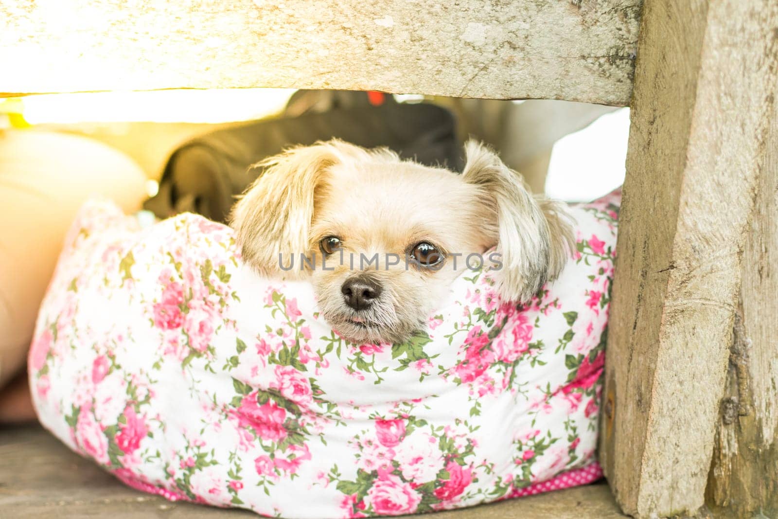 Dog so cute mixed breed with Shih-Tzu, Pomeranian and Poodle looking at something with interest on pet dog bed when vacation travel