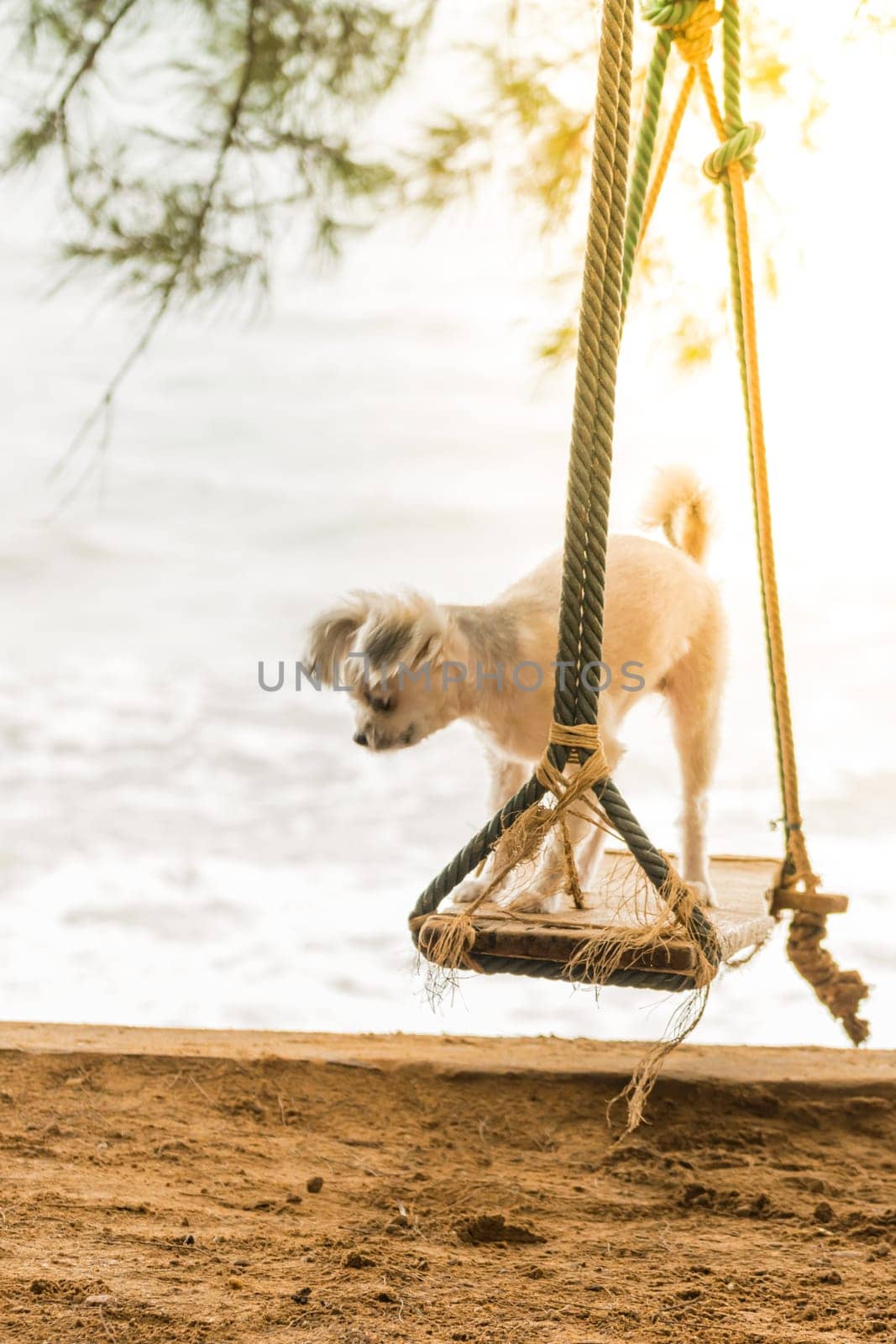 Dog so cute beige color mixed breed with Shih-Tzu, Pomeranian and Poodle vacation travel at beach on beach swing