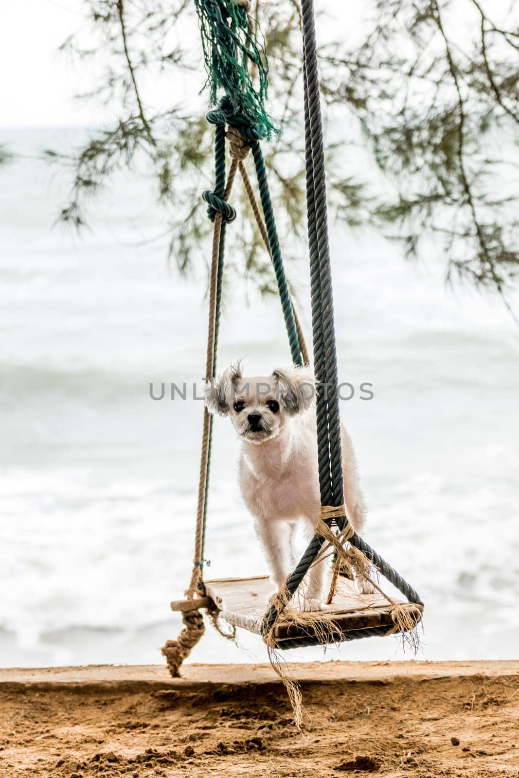 Dog so cute beige color mixed breed with Shih-Tzu, Pomeranian and Poodle  travel at beach on beach swing