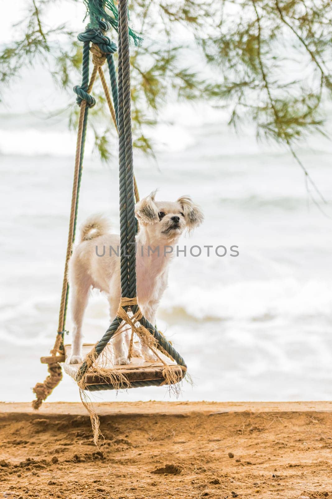 Dog so cute beige color mixed breed with Shih-Tzu, Pomeranian and Poodle vacation travel at beach on beach swing
