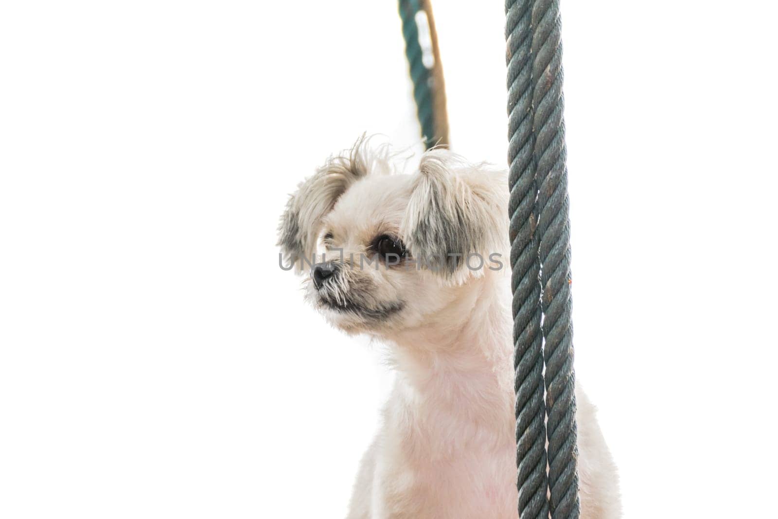 Dog so cute beige color mixed breed with Shih-Tzu, Pomeranian and Poodle vacation travel at beach on beach swing