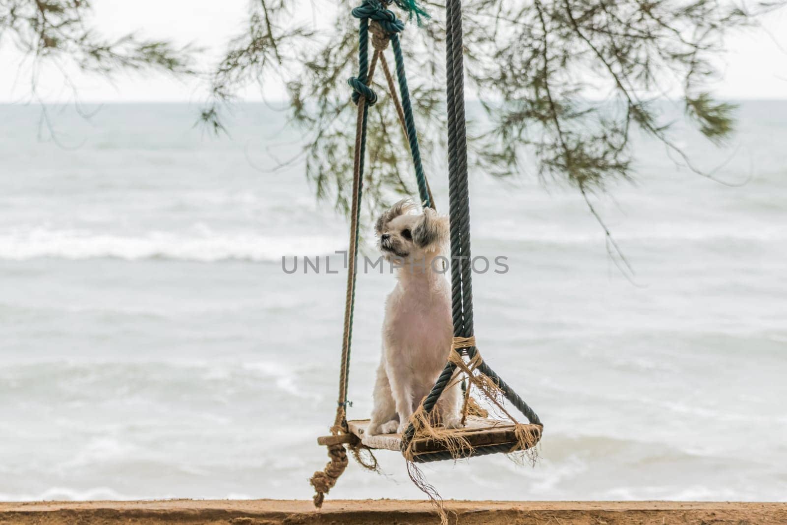Dog so cute beige color mixed breed with Shih-Tzu, Pomeranian and Poodle vacation travel at beach on beach swing