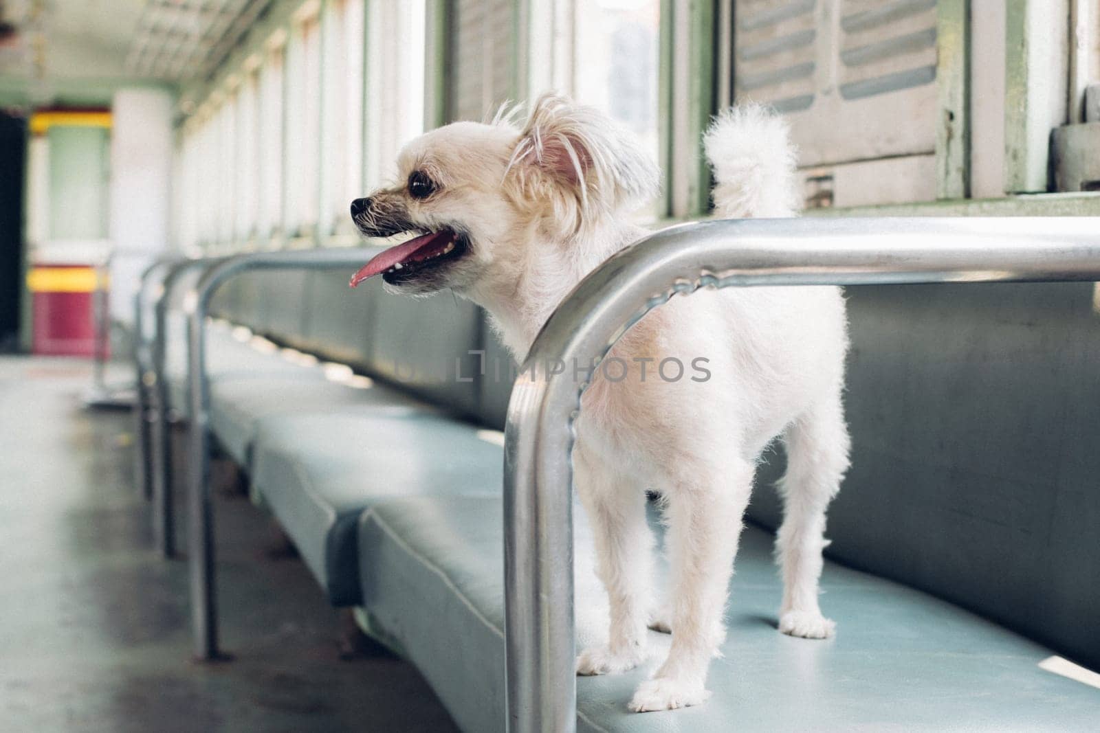 Dog so cute beige color mixed breed with Shih-Tzu, Pomeranian and Poodle on car seat inside a railway train cabin vintage style wait for vacation travel trip