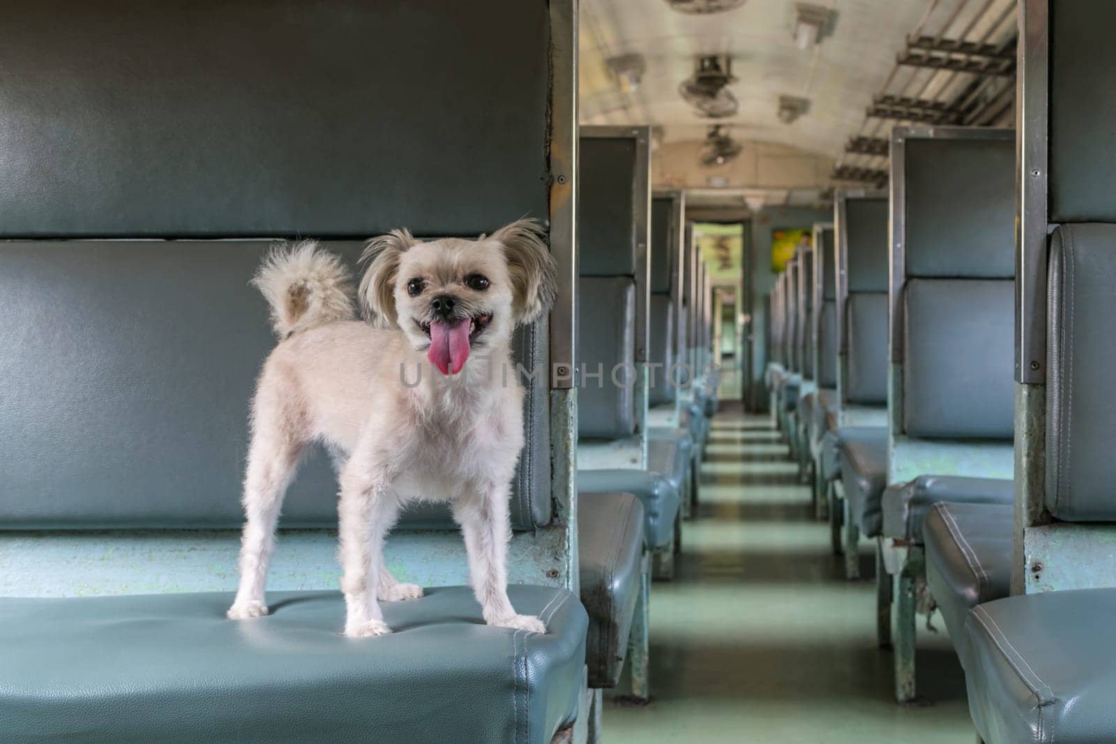 Dog so cute beige color mixed breed with Shih-Tzu, Pomeranian and Poodle on car seat inside a railway train cabin vintage style wait for vacation travel trip