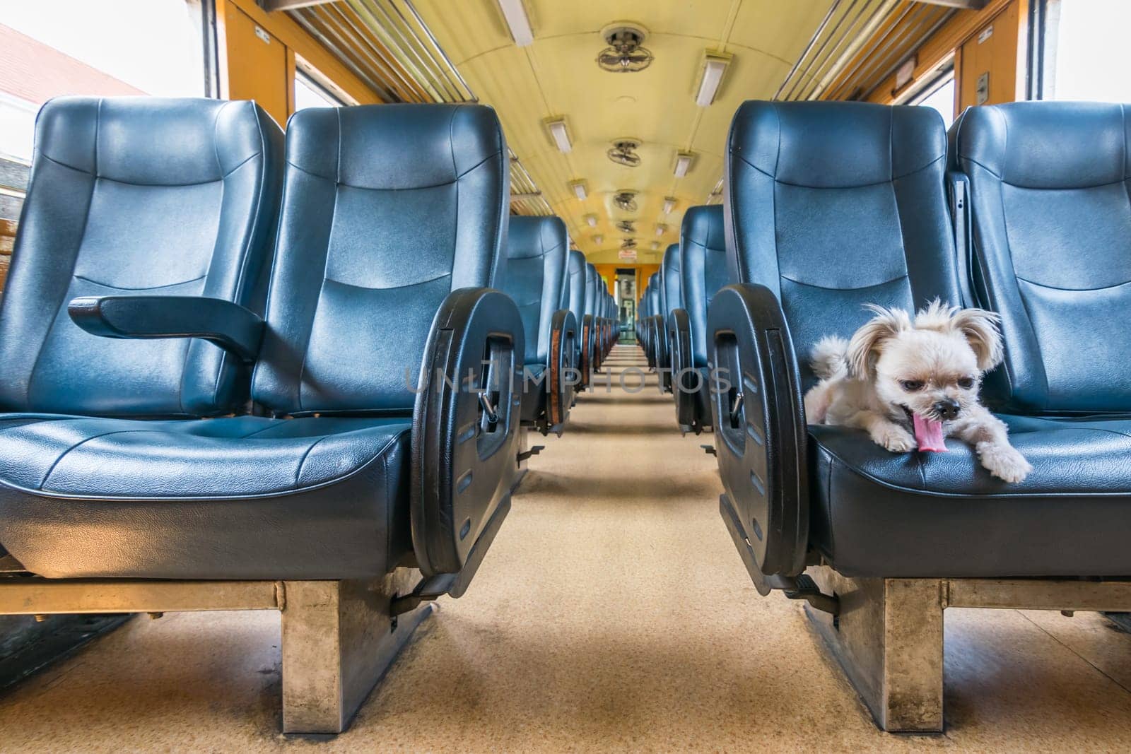 Dog so cute beige color mixed breed with Shih-Tzu, Pomeranian and Poodle on car seat inside a railway train cabin vintage style wait for vacation travel trip