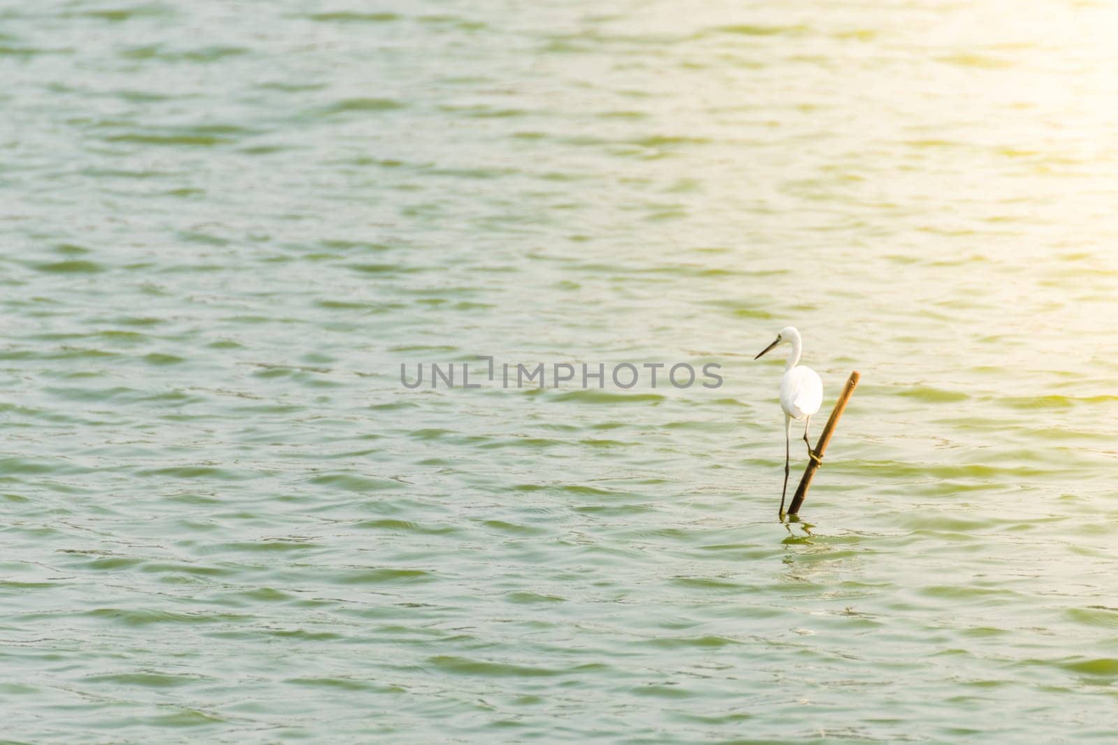 Bird (Heron, Bittern or Egret) white color in a pond or water in a nature wild
