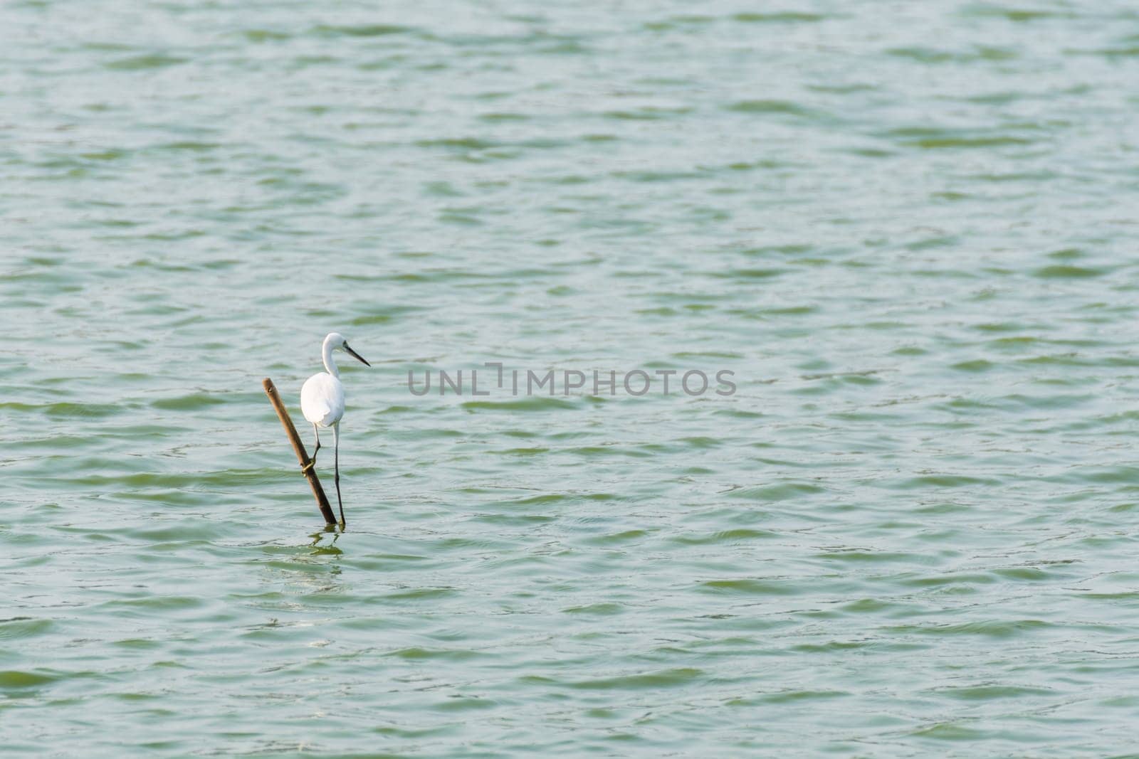 Bird (Heron, Bittern or Egret) white color in a pond or water in a nature wild