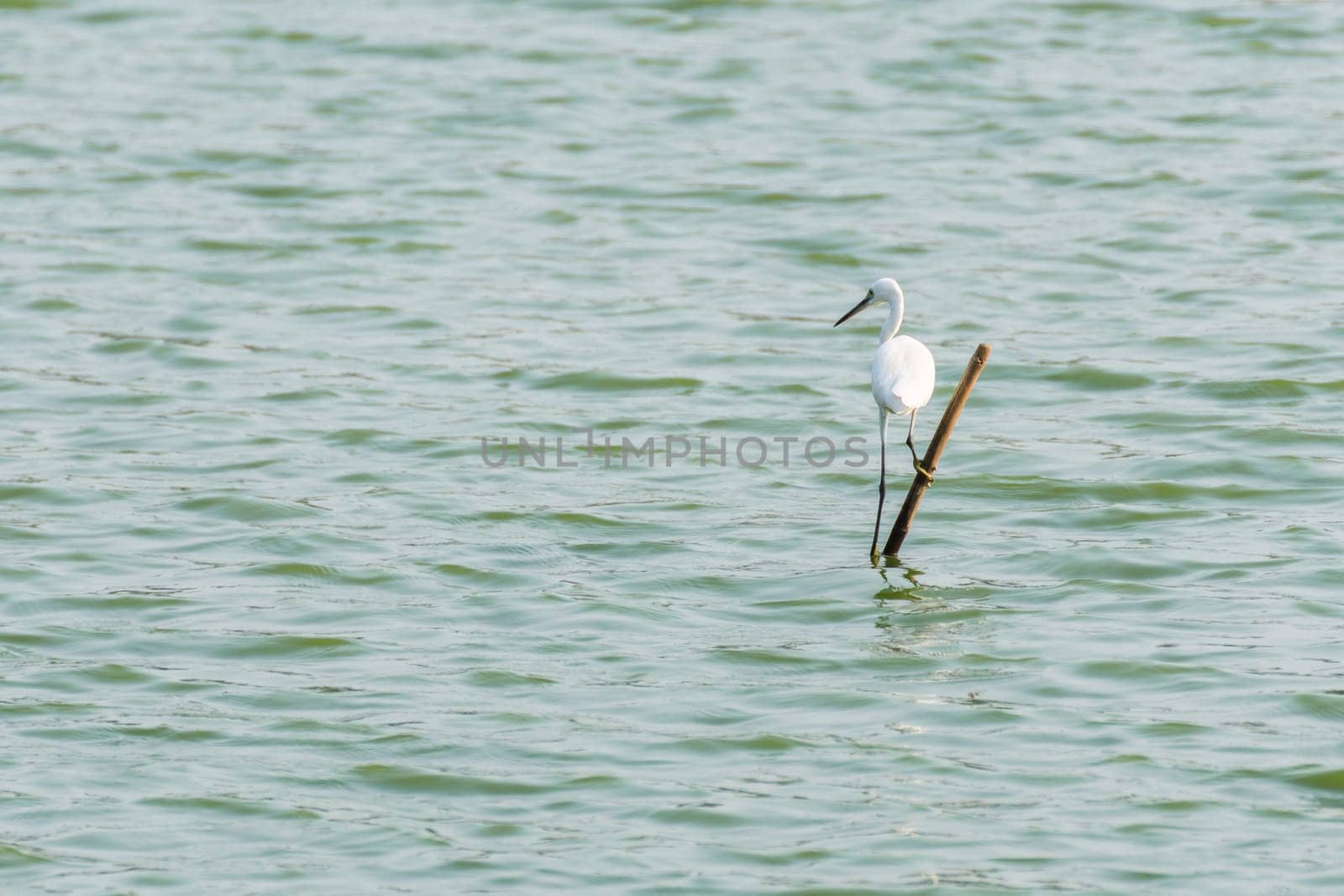 Bird (Heron, Bittern or Egret) white color in a pond or water in a nature wild
