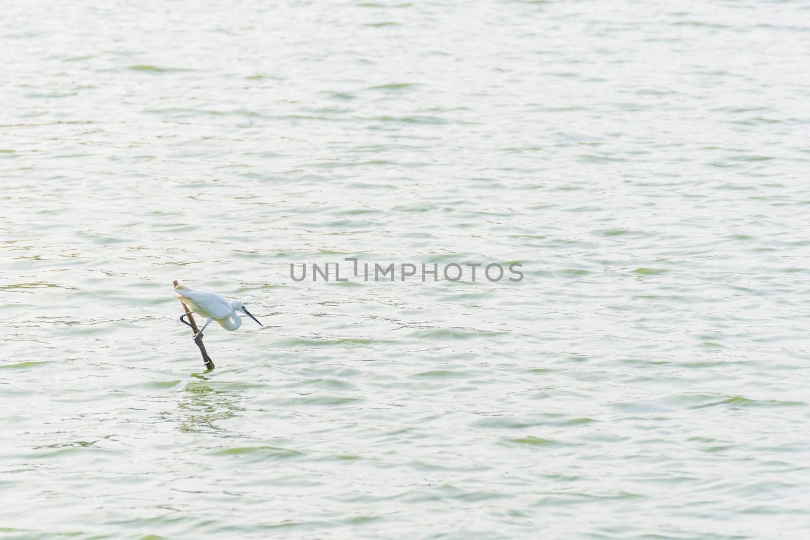 Bird (Heron, Bittern or Egret) white color in a pond or water in a nature wild