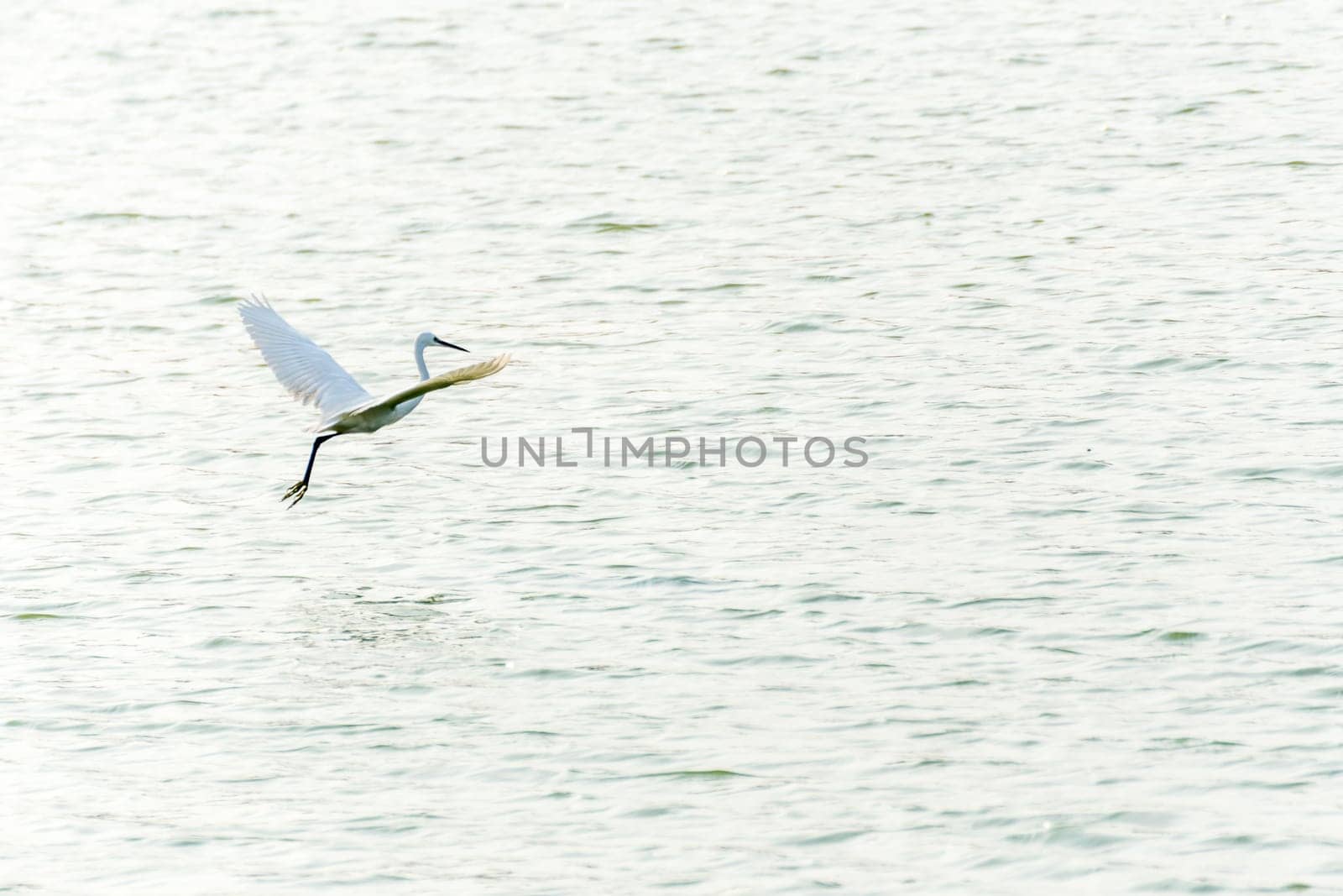 Bird (Heron, Bittern or Egret) white color in a park pond
