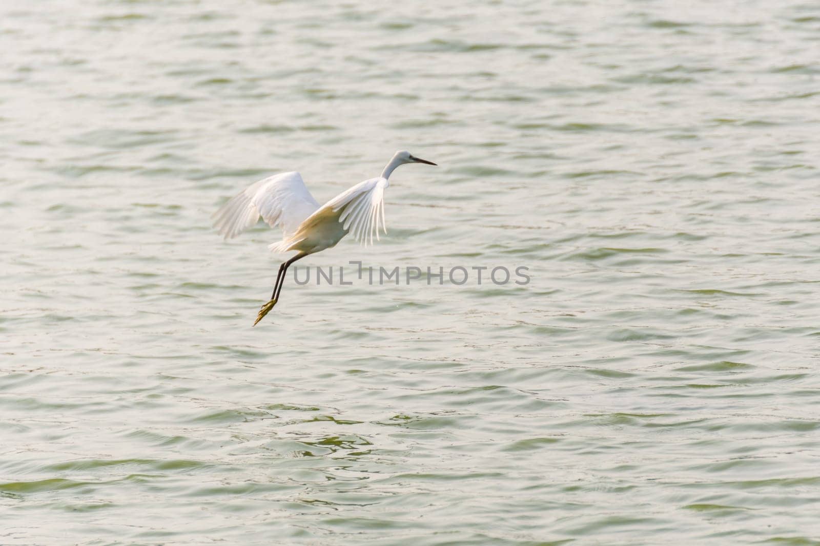Bird (Heron, Bittern or Egret) white color in a pond or water in a nature wild