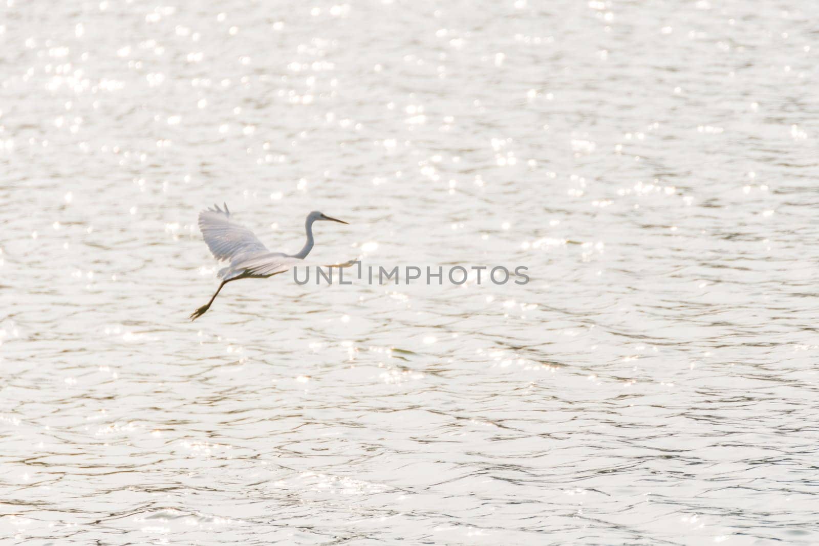 Bird (Heron, Bittern or Egret) white color in a pond or water in a nature wild