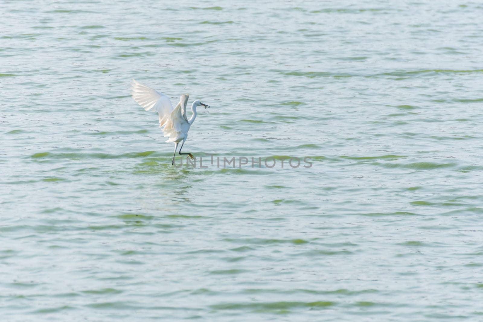 Bird (Heron, Bittern or Egret) white color in a pond or water in a nature wild