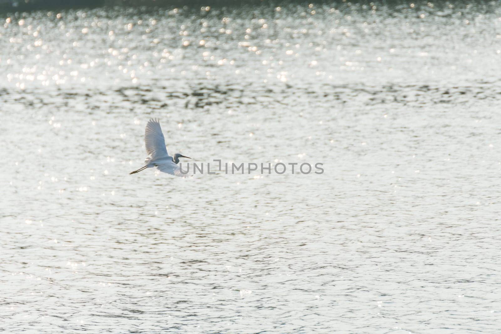 Bird (Heron, Bittern or Egret) white color in a pond or water in a nature wild