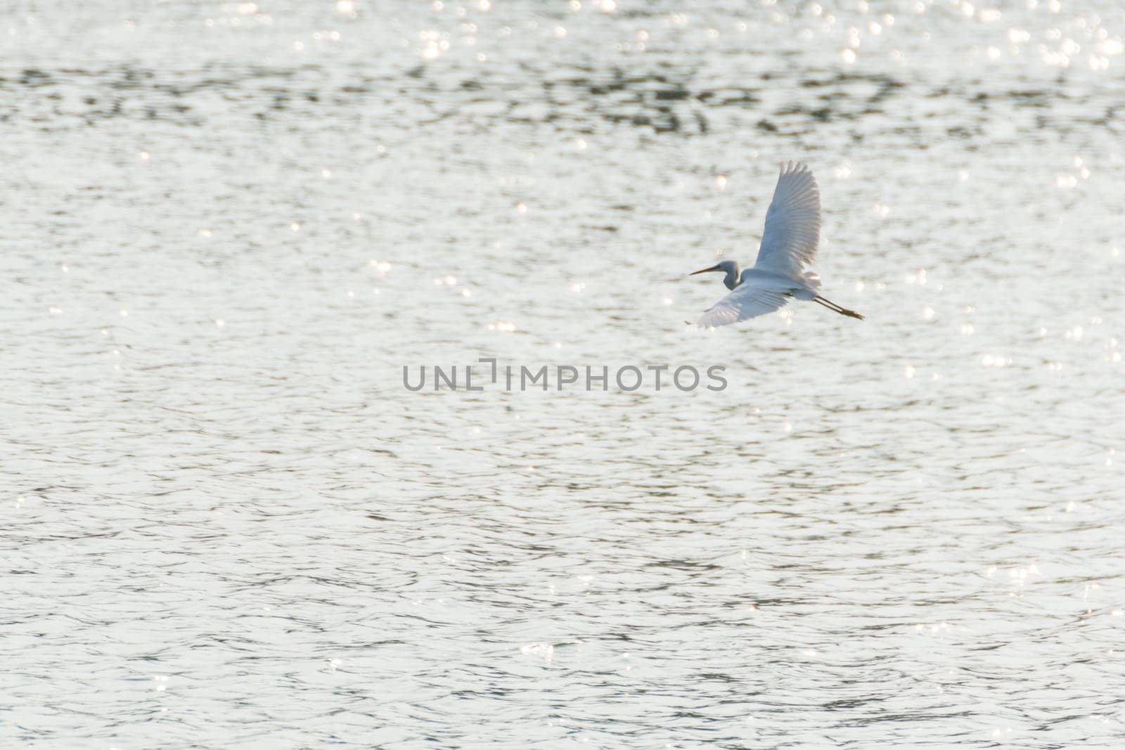 Bird (Heron, Bittern or Egret) white color in a pond or water in a nature wild