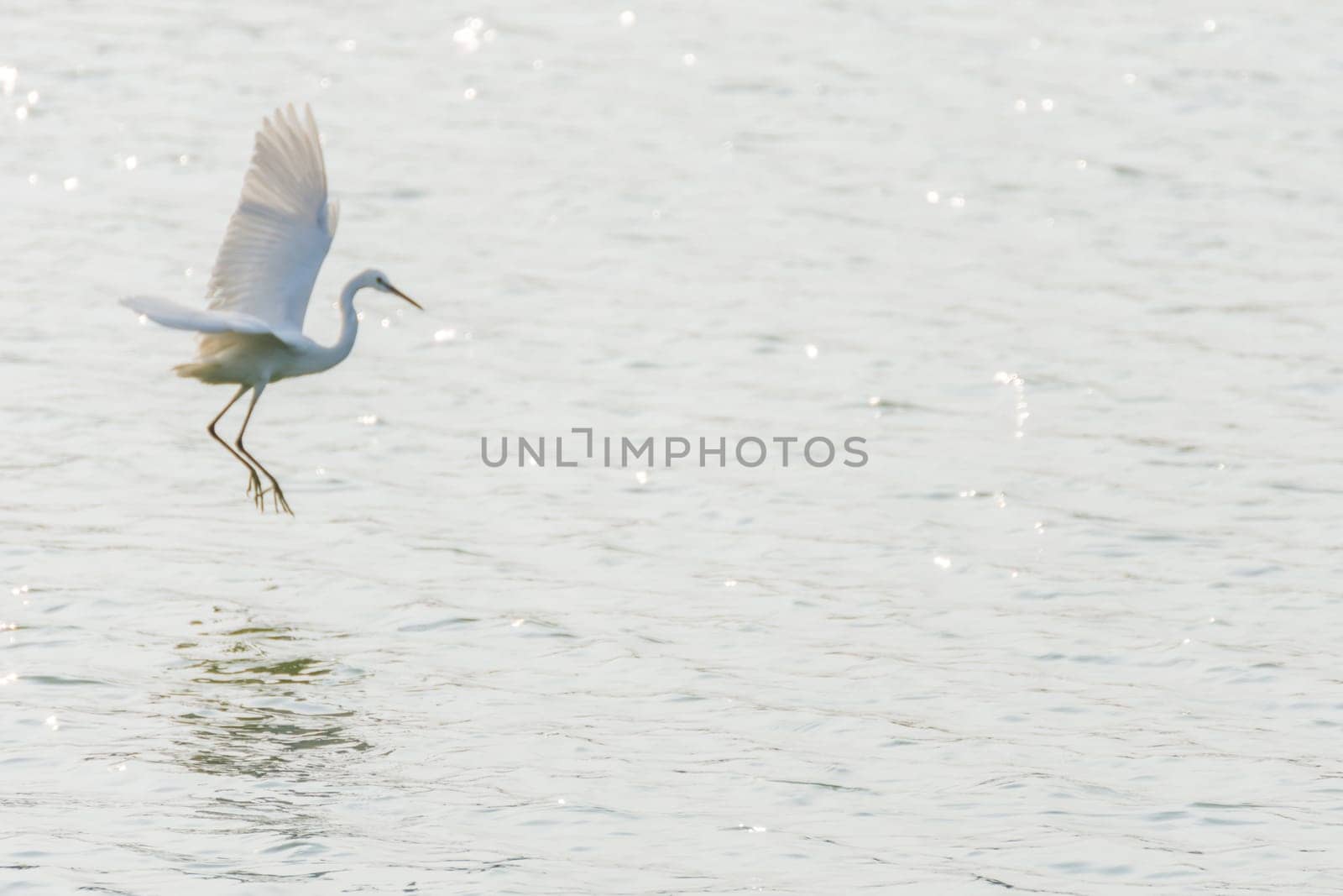 Bird (Heron, Bittern or Egret) white color in a pond or water in a nature wild