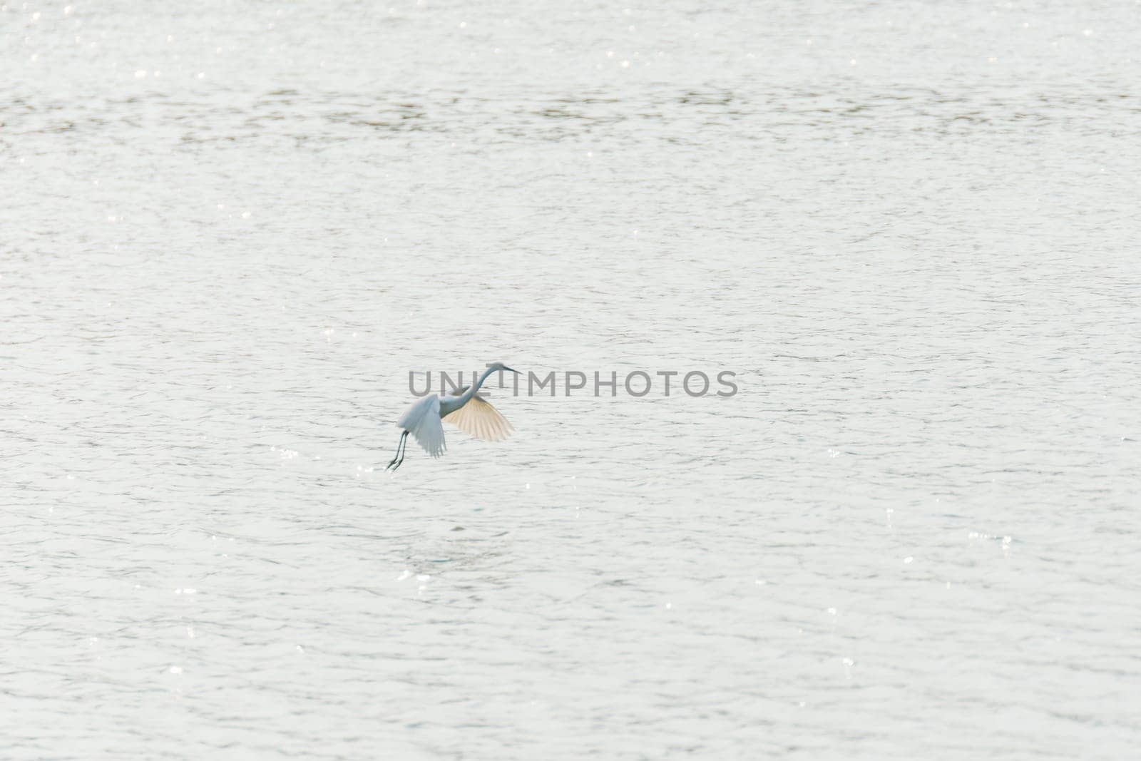 Bird (Heron, Bittern or Egret) white color in a pond or water in a nature wild