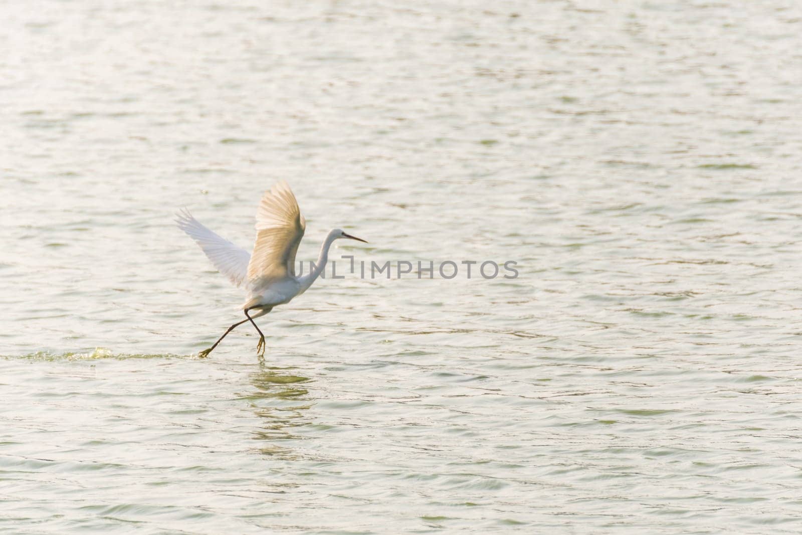 Bird (Heron, Bittern or Egret) white color in a pond or water in a nature wild
