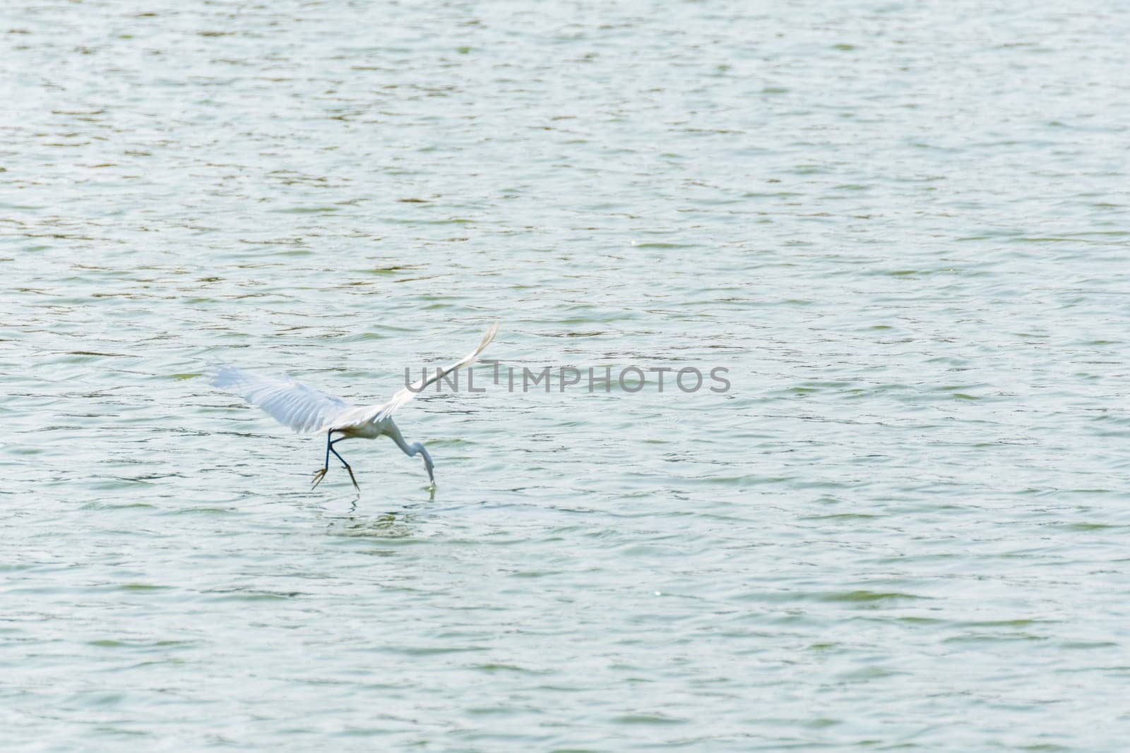 Bird (Heron, Bittern or Egret) white color in a pond or water in a nature wild