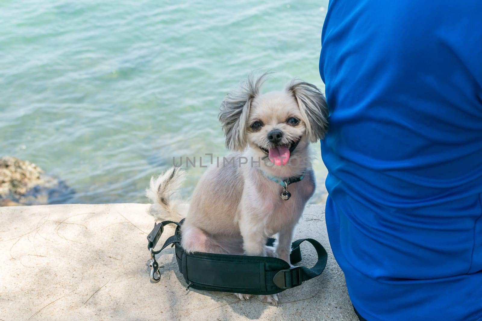 Dog so cute beige color mixed breed with Shih-Tzu, Pomeranian and Poodle on the rocky beach with happy fun when travel at place with nature beach and tropical sea with blue sky and have rock on beach