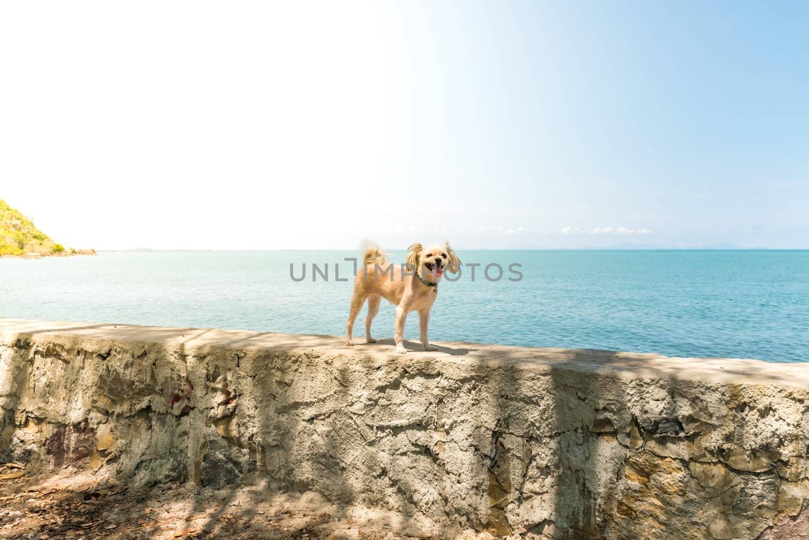 Dog so cute beige color mixed breed with Shih-Tzu, Pomeranian and Poodle on the rocky beach with happy fun when travel at place with nature beach and tropical sea with blue sky and have rock on beach