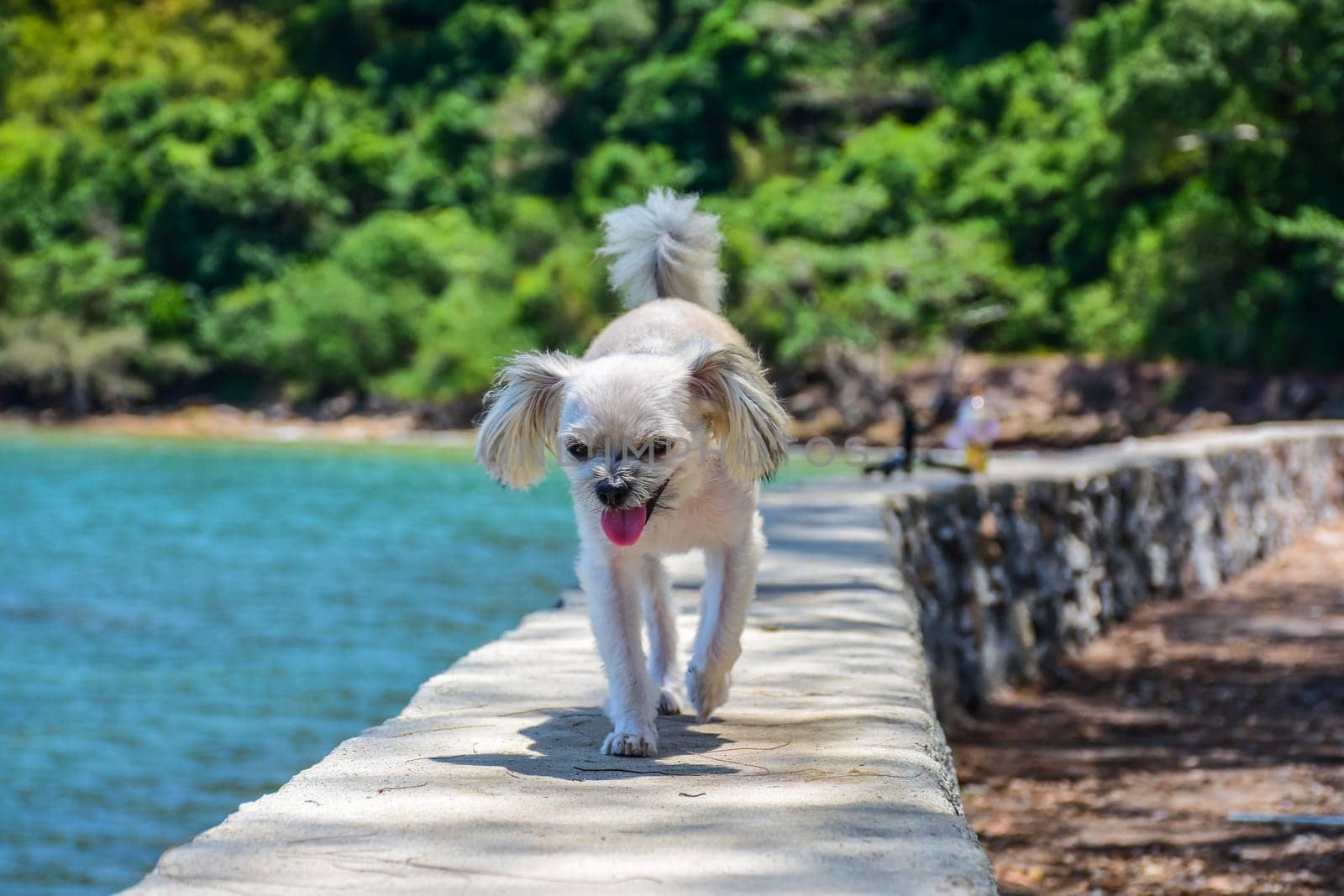Dog so cute beige color mixed breed with Shih-Tzu, Pomeranian and Poodle on the rocky beach with happy fun when travel at place with nature beach and tropical sea with blue sky and have rock on beach