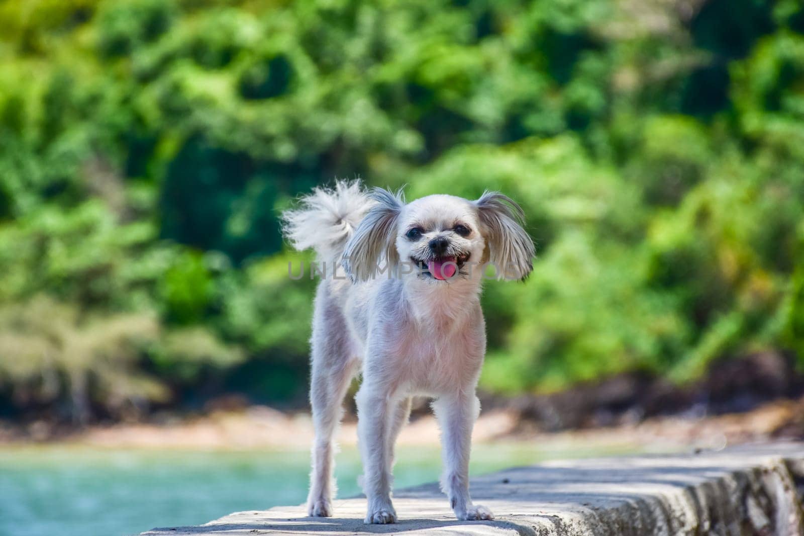 Dog so cute beige color mixed breed with Shih-Tzu, Pomeranian and Poodle on the rocky beach with happy fun when travel at place with nature beach and tropical sea with blue sky and have rock on beach