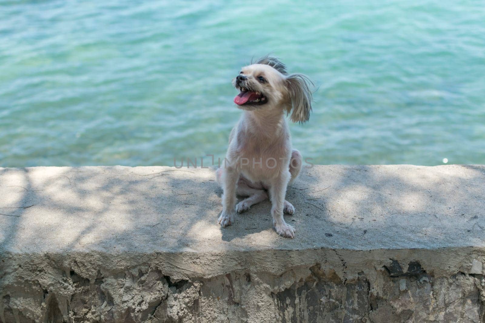 Dog so cute beige color mixed breed with Shih-Tzu, Pomeranian and Poodle on the rocky beach with happy fun when travel at place with nature beach and tropical sea with blue sky and have rock on beach